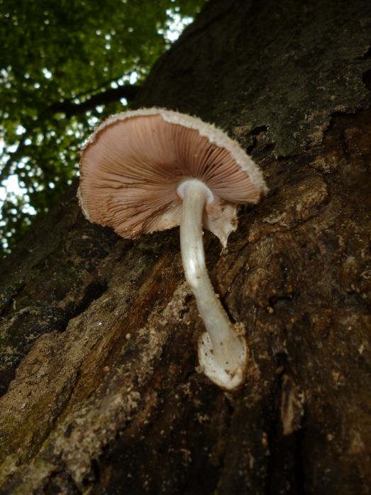 Developed fruit body showing the pinkish gills on beech at Hampstead Heath, UK.